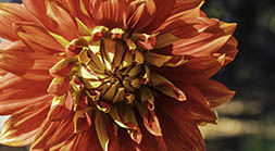 Bodacious Dahlia
